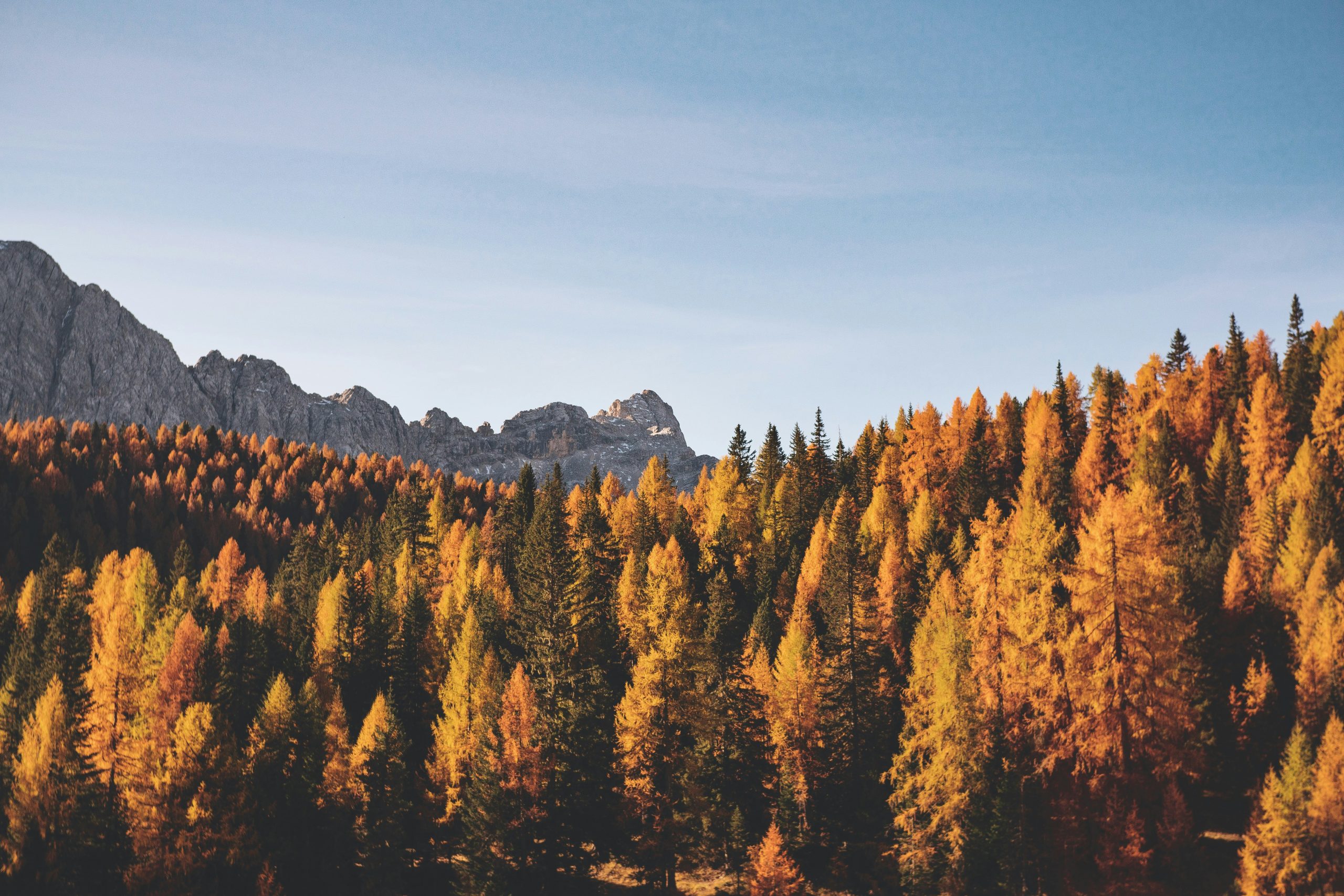 picture of autumn weather tree color